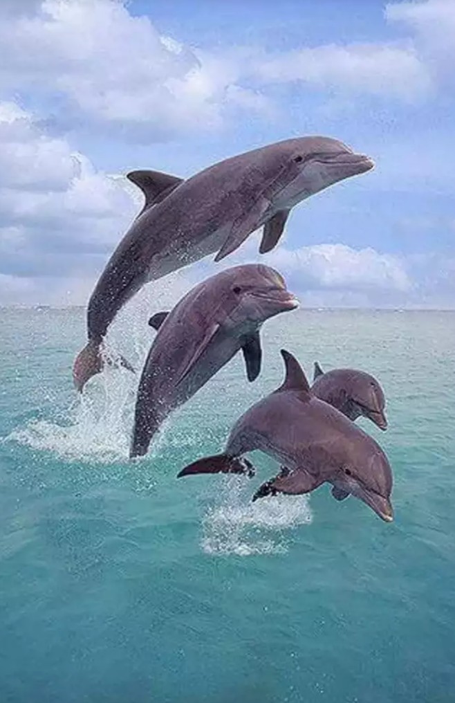 I very much happy to see this sea animals