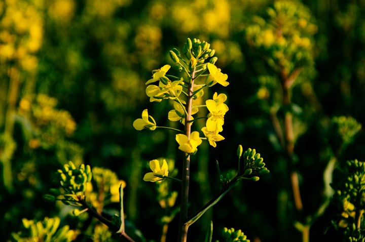 flowers