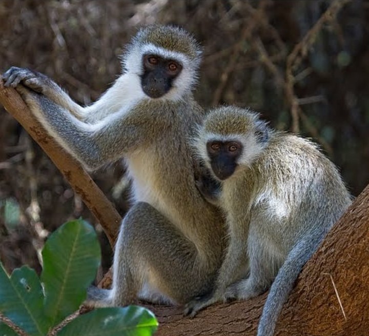 monkeys