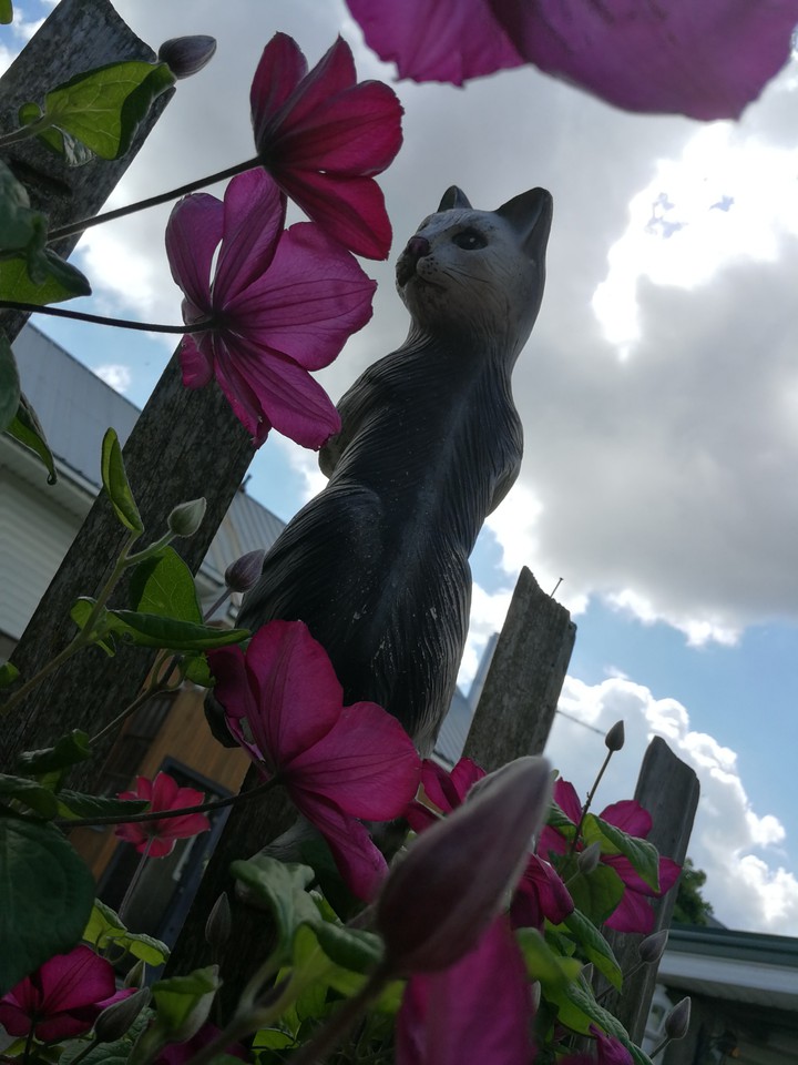 cat