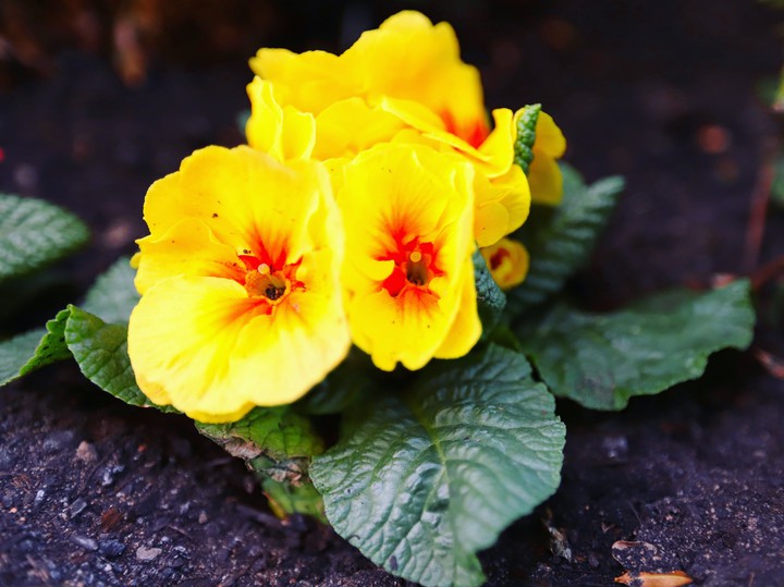 Yellow Flower