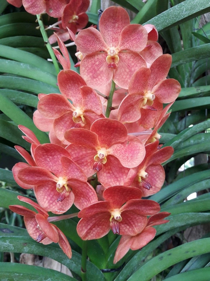 orchids