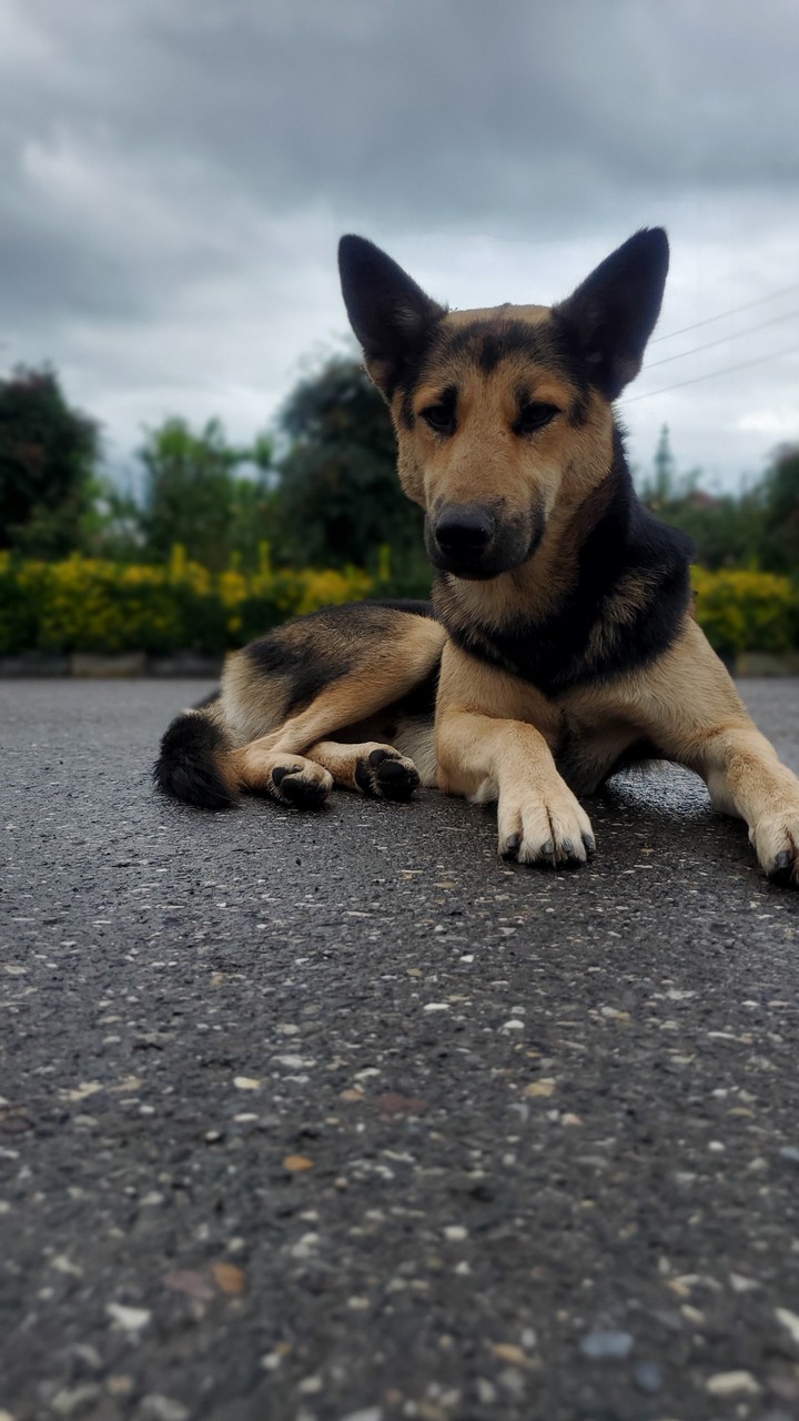 dog