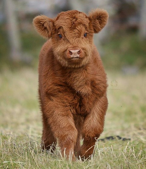 snout, calf वॉलपेपर