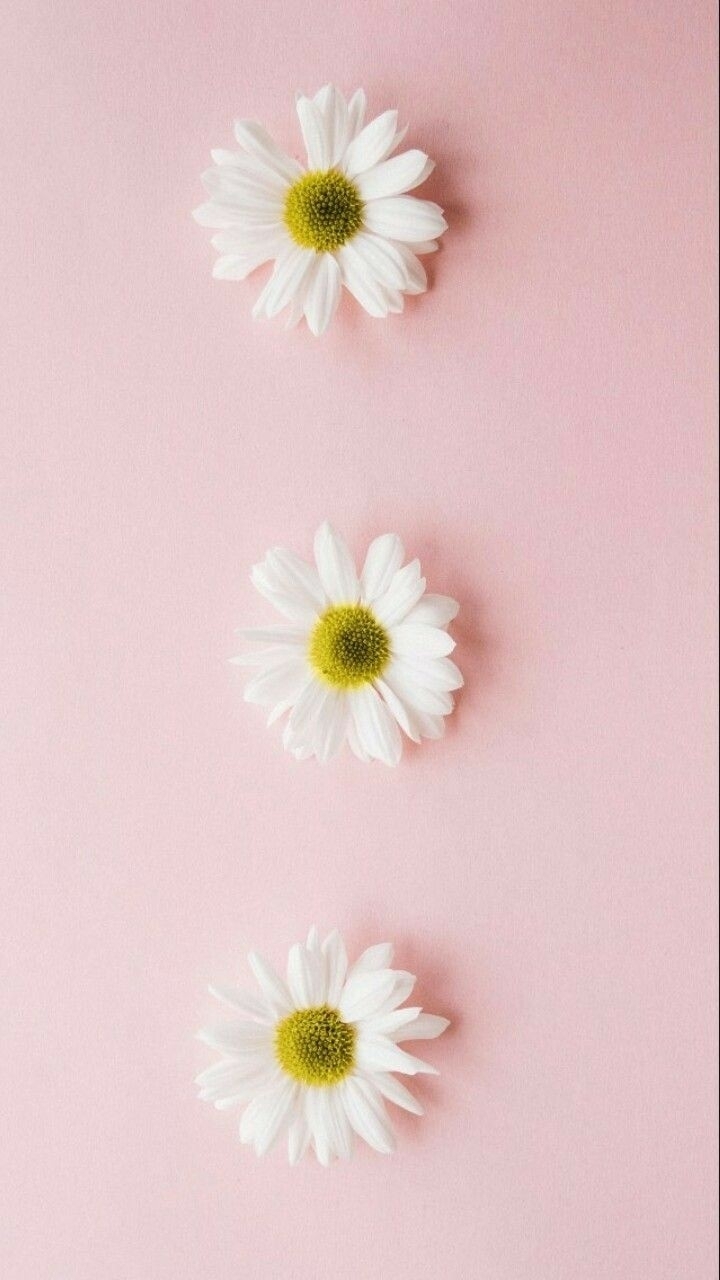 la vida rosa