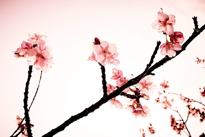 벚꽃