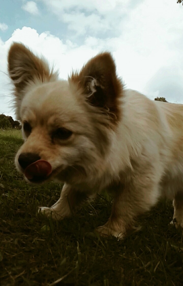 Roxy