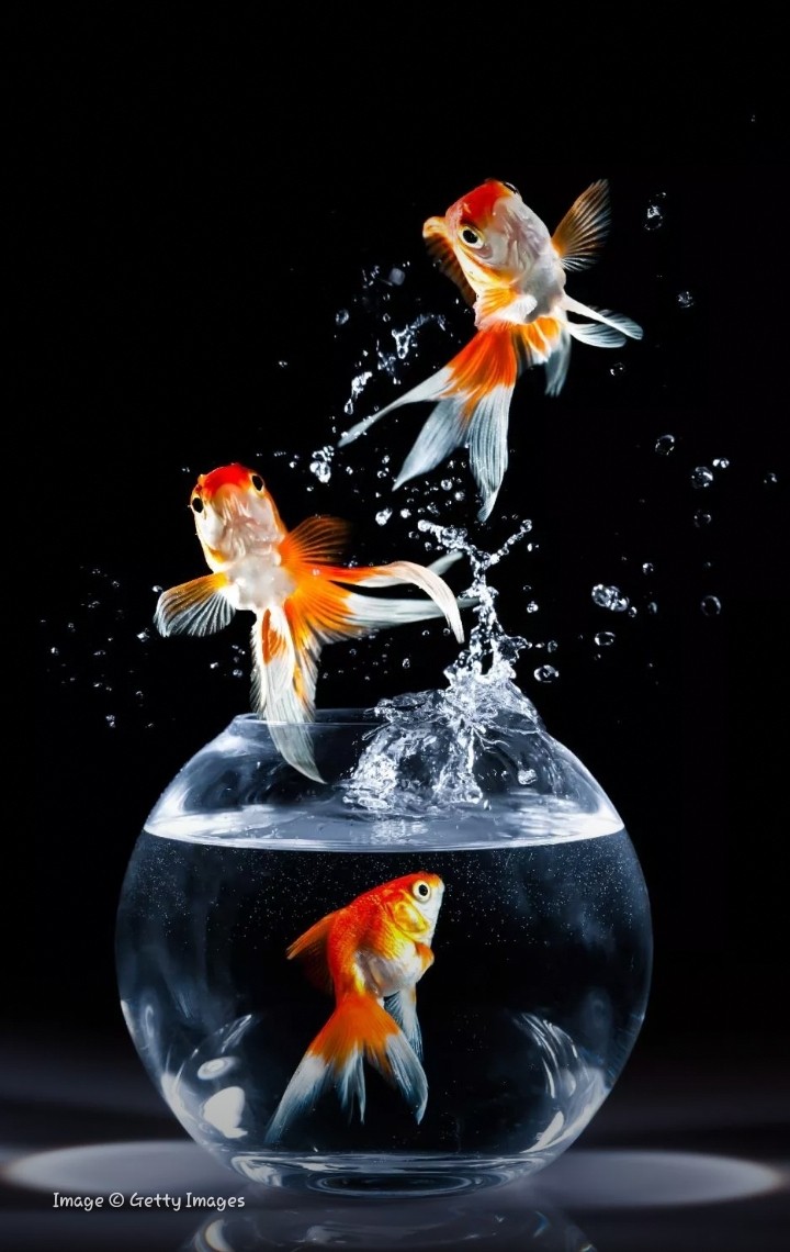 Dancing fish
