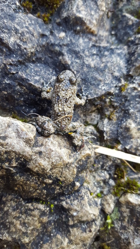 the Frog on the Wall