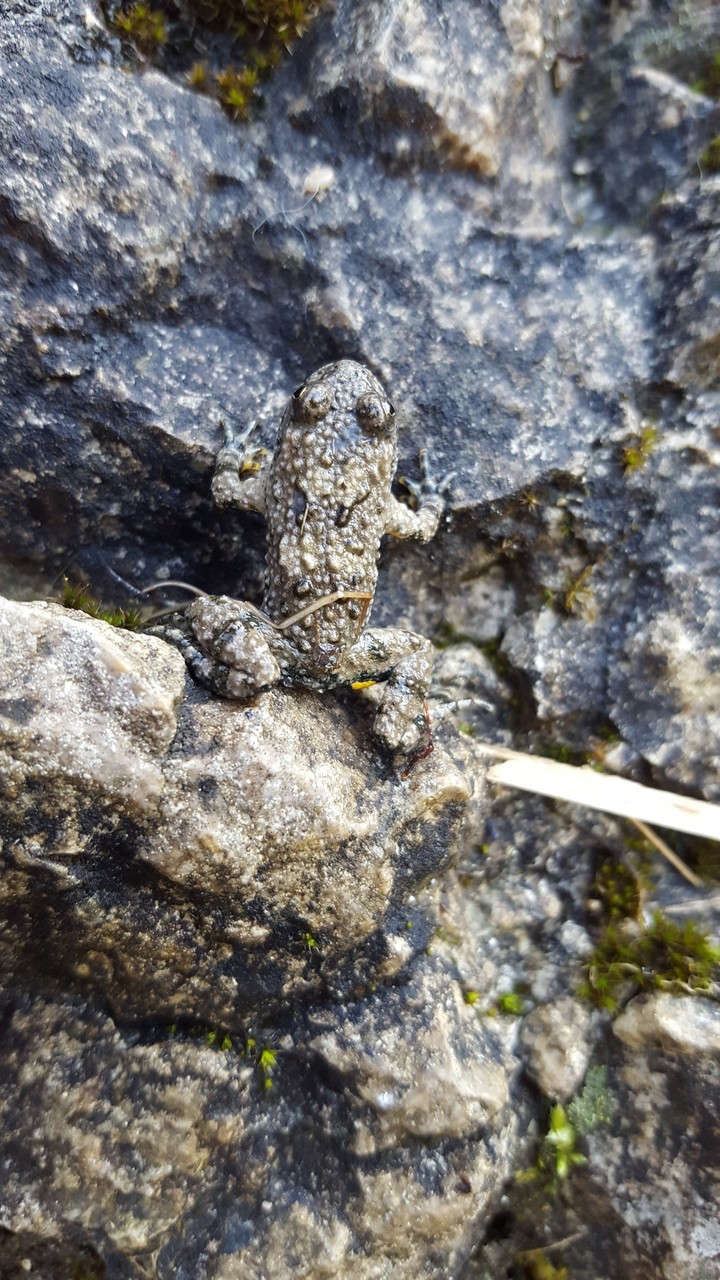 the Frog on the Wall