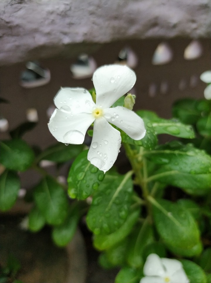 flower