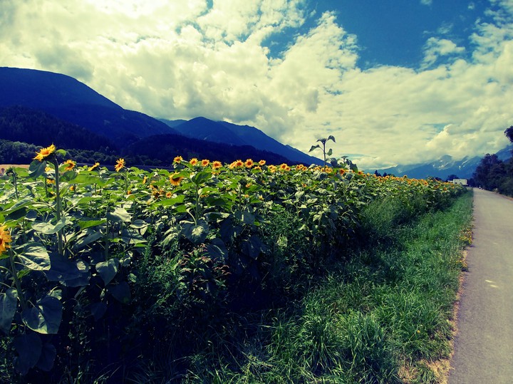 Sonnenblume