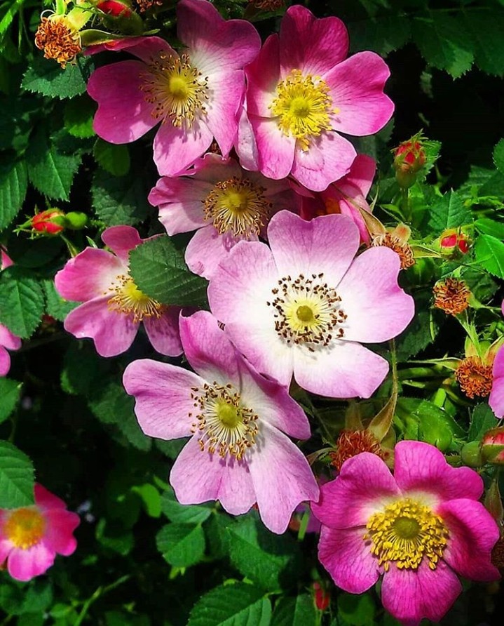 dog Roses