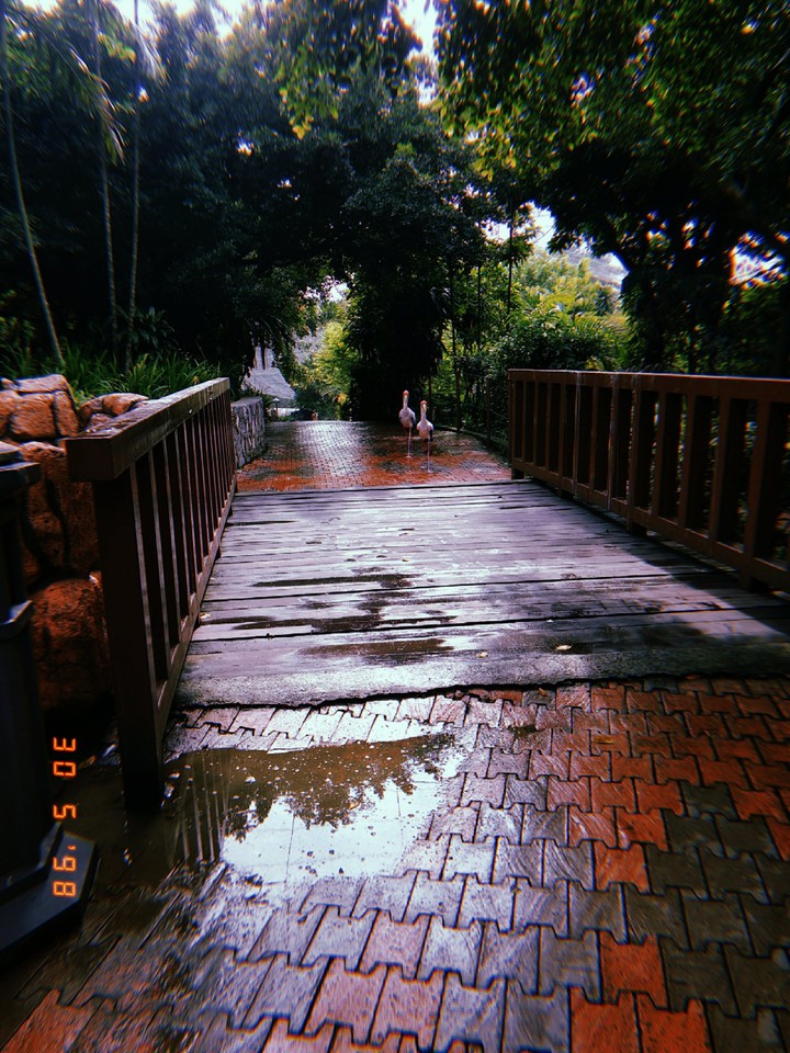 bridge