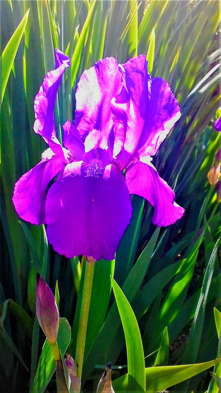 iris