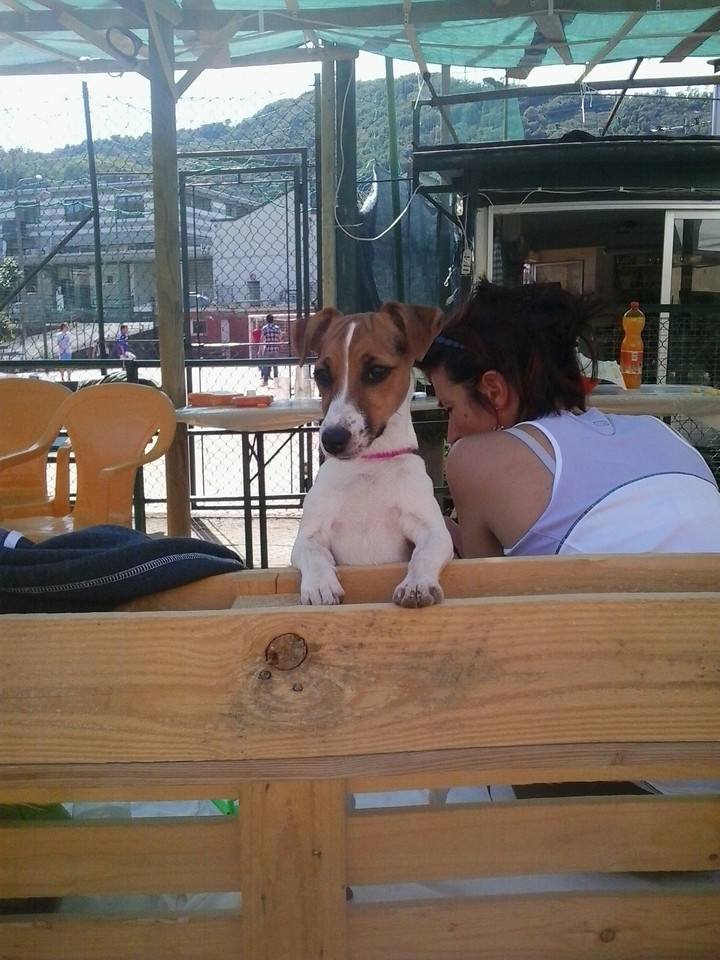 cagnolina a tavola