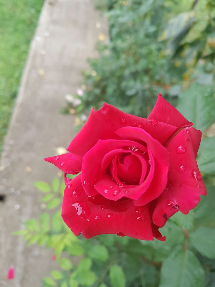 Rose on rain