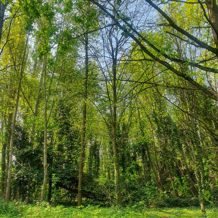 forêt