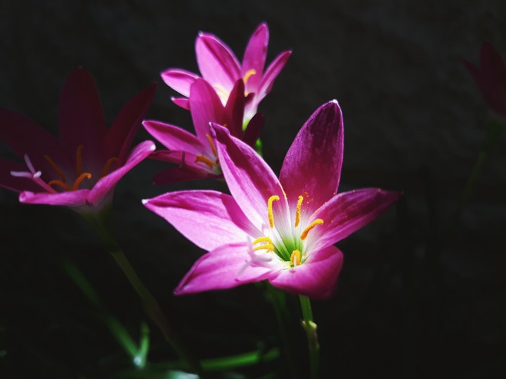 pinky stars