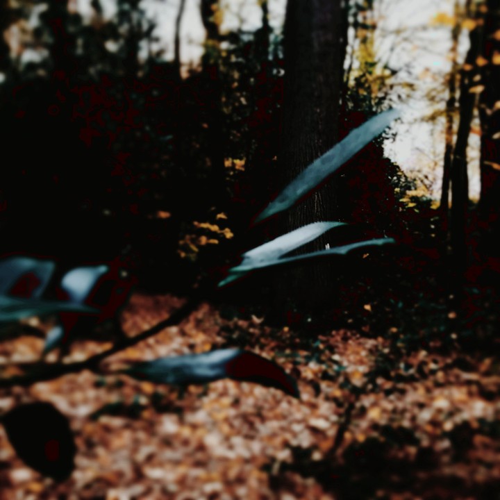 The forest is getting colder
