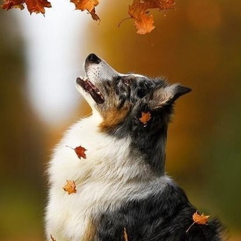 Animali