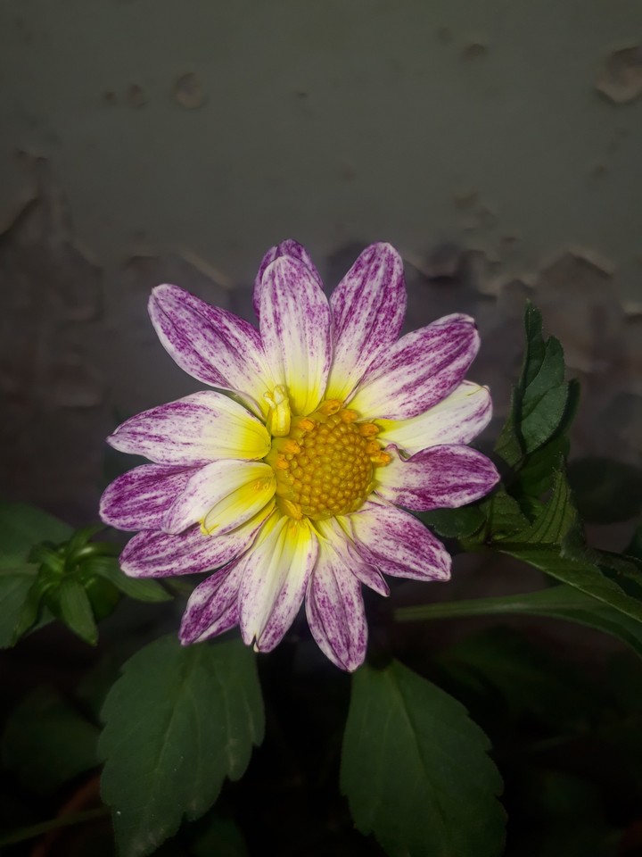 Amazing Flowers