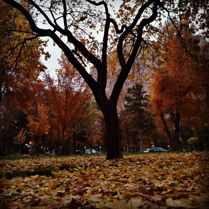 fall leaves