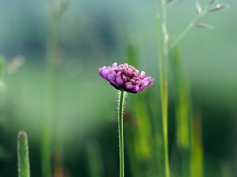 natural flowers
