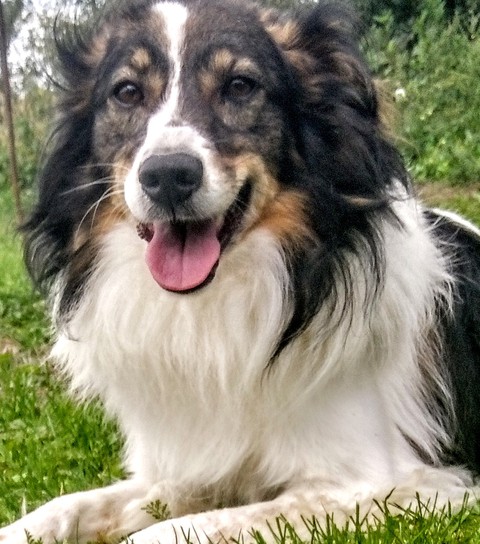 hình nền vertebrate, dog