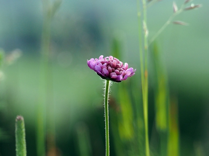 natural flowers