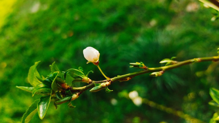 a baby flower