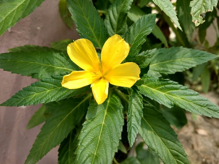 Flower Pattern