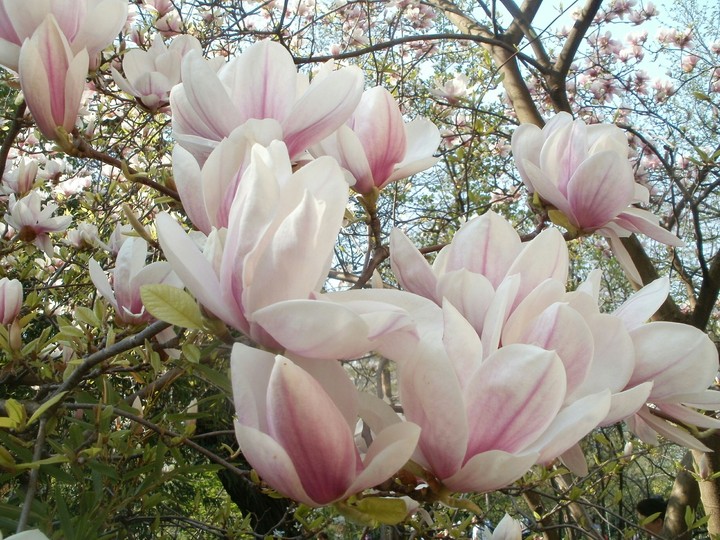 Pink dream
