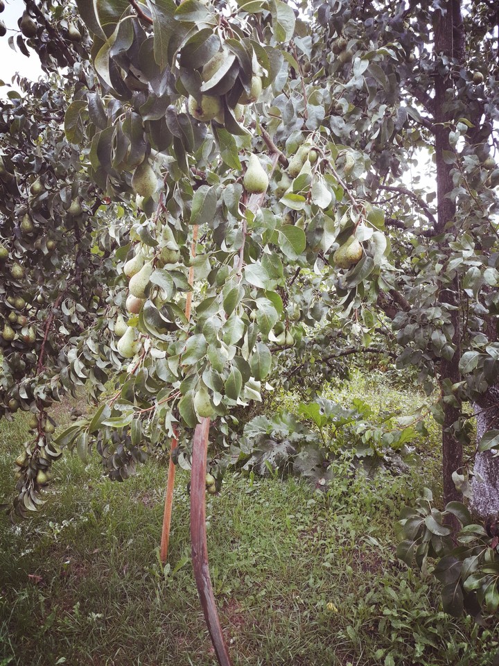 Pear