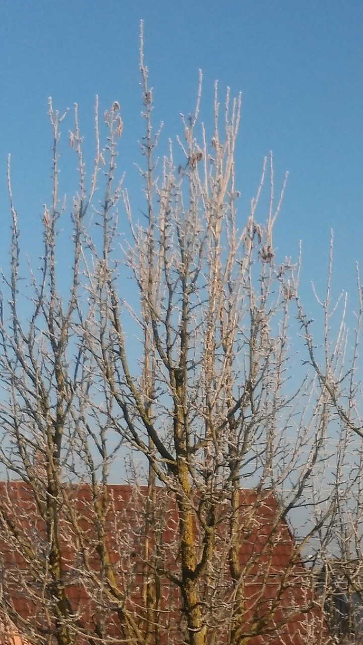 Snow tree