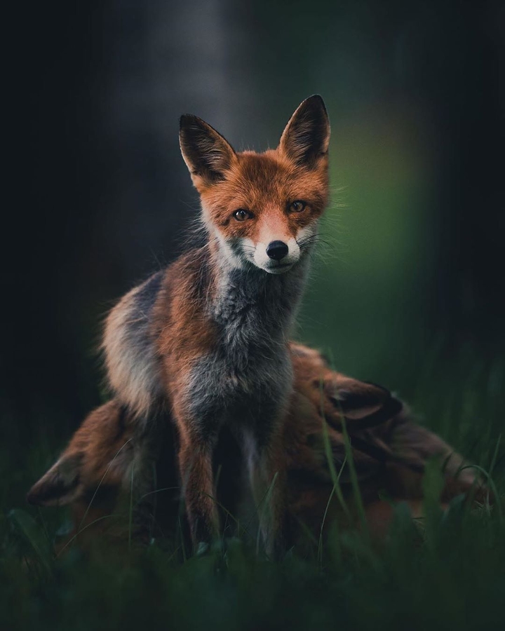 fox