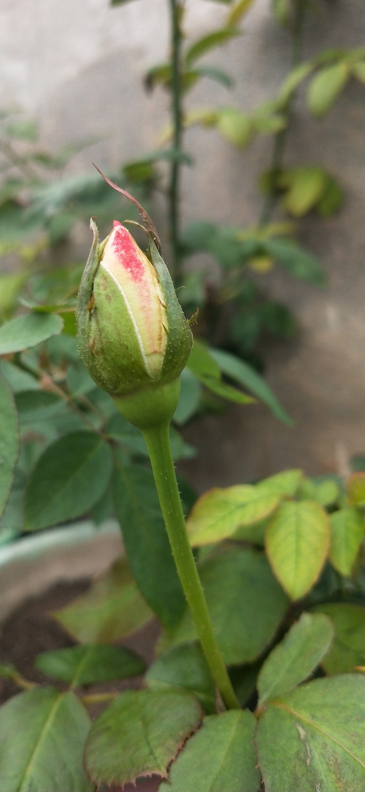 Ready to Growing.