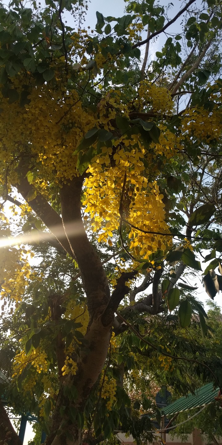 sunshine!  yellow and green....