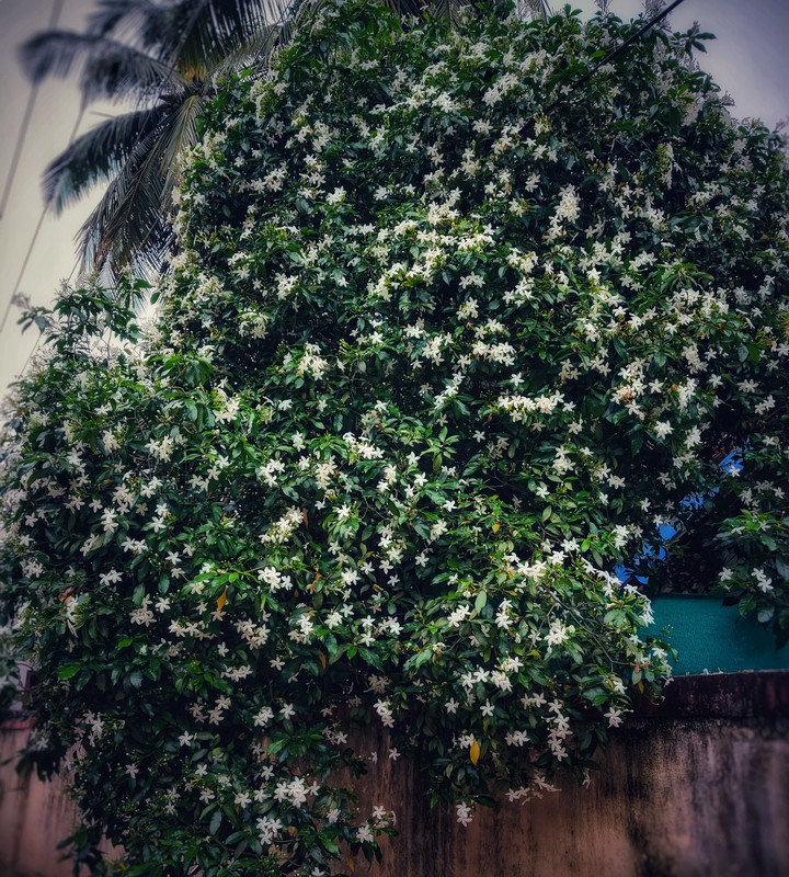 Came Across This beautiful Tree On my way to Class