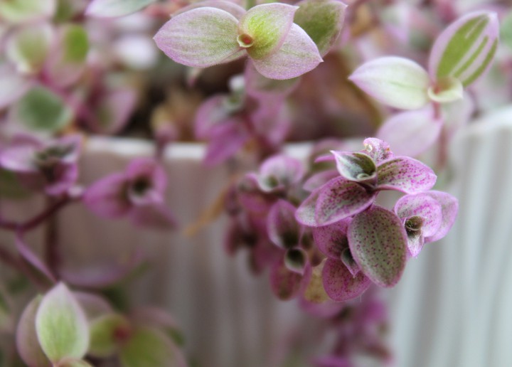Tradescantia Pink Lady