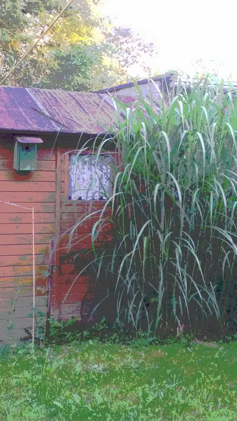 Bambus vor Gartenhütte