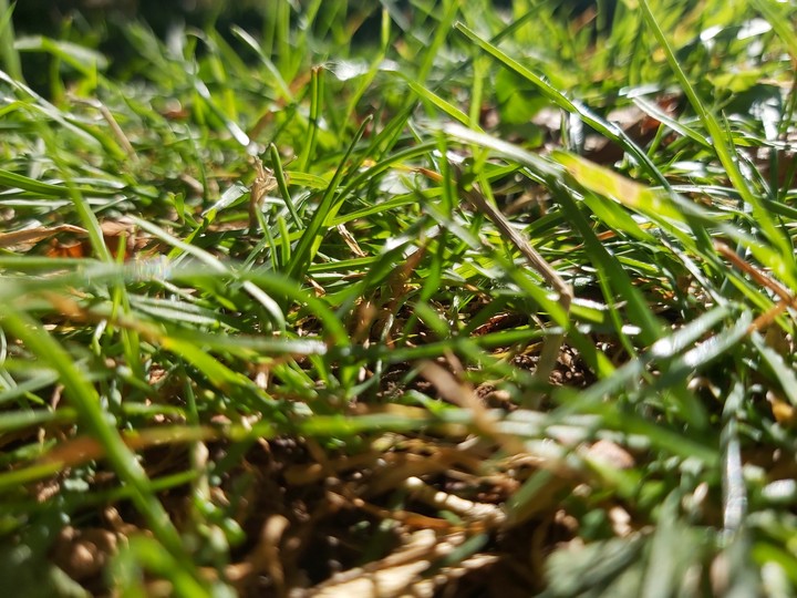 Grass