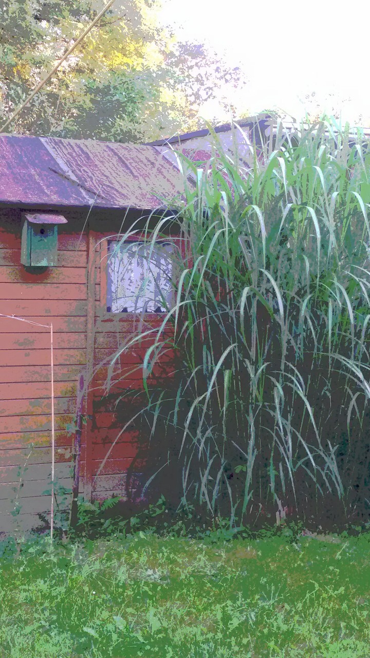 Bambus vor Gartenhütte
