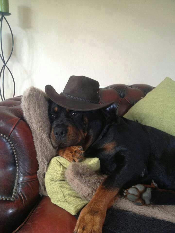 Dog