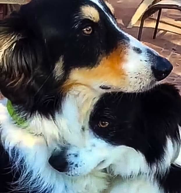 Amor entre mãe e filhote