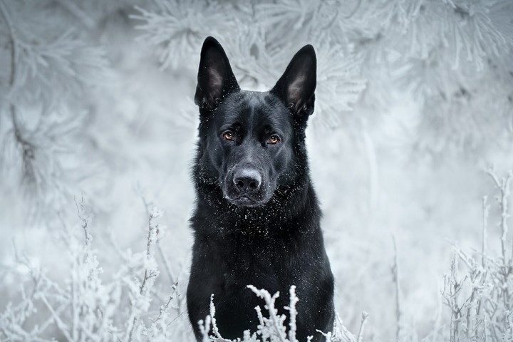 собака