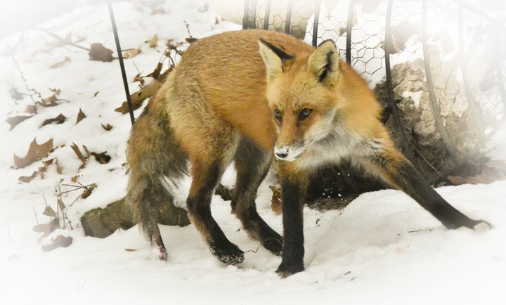 Red Fox