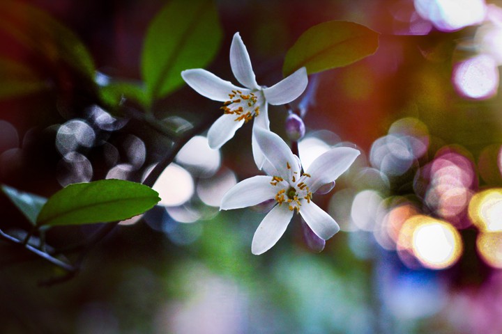 Lemon tree blossom , Spring is beautiful