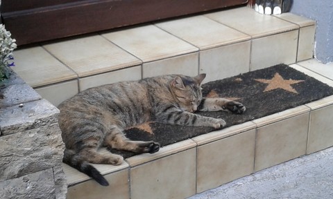 Katze