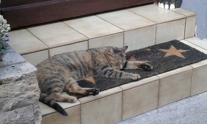 Katze